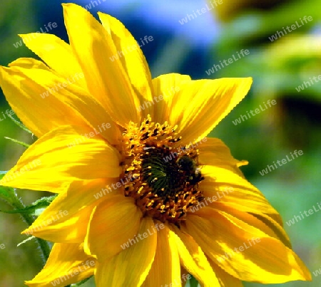 Einzelne Sonnenblume mit unscharfem Hintergrund
