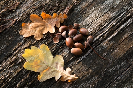 Eichenblaetter und Eicheln auf einen Baumstamm im Herbst - Oak leaves and acorns on a tree trunk in autumn