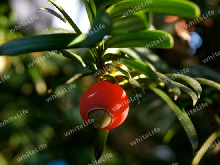 Taxus Frucht P8290312