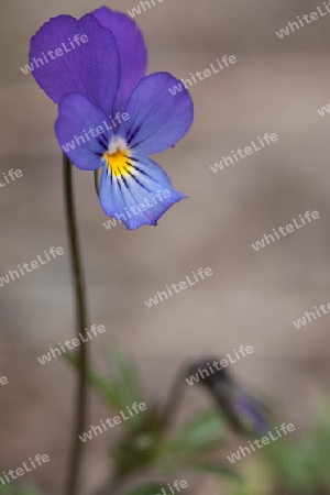 Viola tricolor, Wildes Stiefm?tterchen