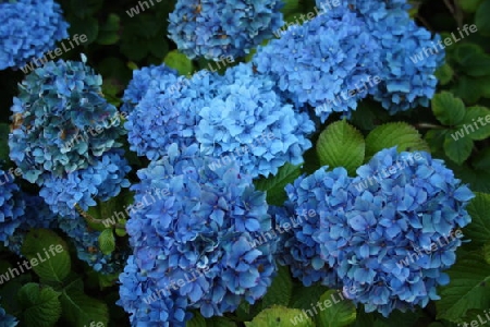 blaue Hortensie