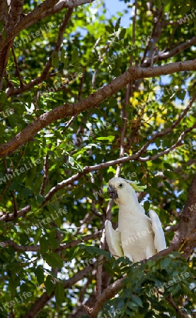 Cockatoo in Victoria Park in Dubbo New South Wales Australia