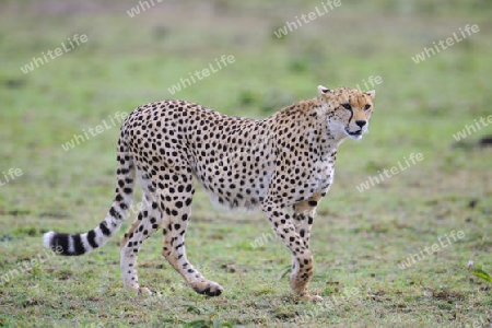 Gepard ( Acinonyx jubatus ) h?lt Ausschau in der Landschaft der  Masai Mara ,  Kenia, Afrika