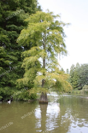 Baum im Wasser Tree in Water