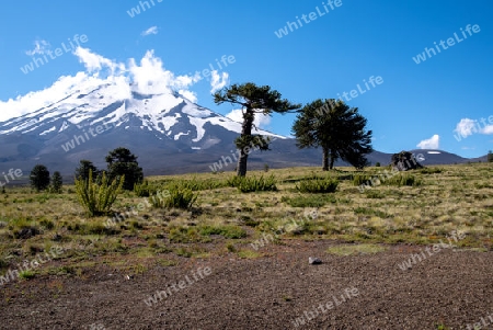 Am Vulkan Lonquimay in Chile