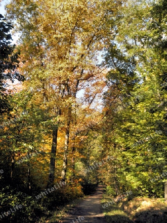 Waldweg im Herbst-1