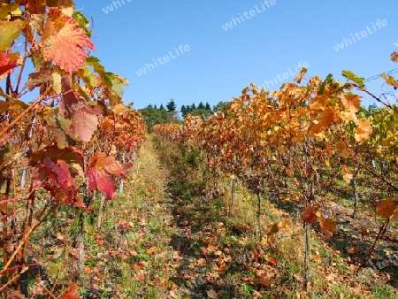 Oktober im Weingarten
