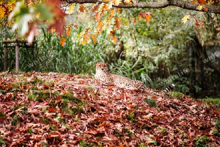 Gepard im Herbstlaub