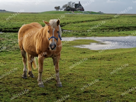 Pferd auf  einer Weide der Hallig Hooge