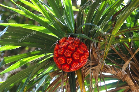 Schraubenbaum, Frucht  -Pandanus tectorius