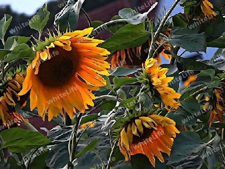 Sonnenblumenfeld (2)