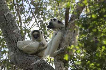 Sifakas, Lemuren, Madagaskar
