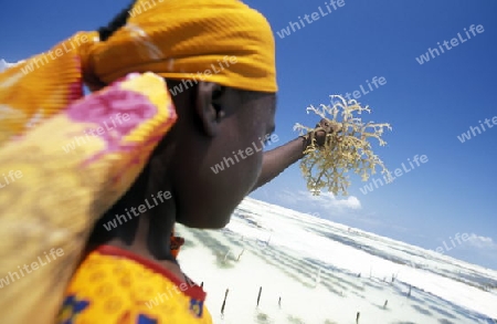 Eine Frau arbeitet auf ihrer Seegras Plantage an der Ostkuester der Insel Zanzibar oestlich von Tansania im Indischen Ozean.