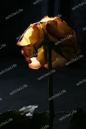 eine Rose ist ...