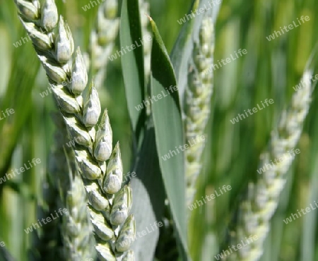 Weizen-Anbau