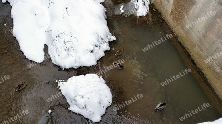 5 Enten im Winterfluss mit Mauer