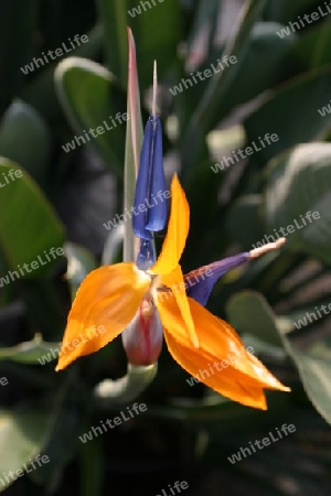 Blau Orange Orchidee