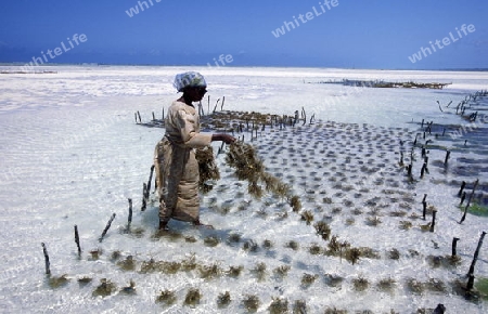 Eine Frau erntet in den Seegras Plantagen in Bwejuu im osten der Insel Zanzibar im Indischen Ozean in Tansania in Afrika.