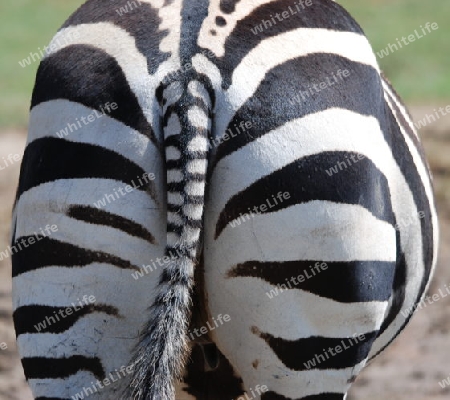 Kenia - Zebra von hinten
