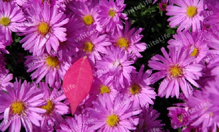 Violette Herbst-Astern mit rotem Blatt