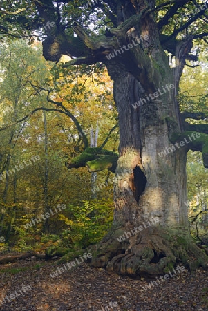 Ca. 800 Jahre alte Eiche ( Quercus ) im Herbst,  Urwald Sababurg Naturschutzgebiet, Hessen, Deutschland, Europa