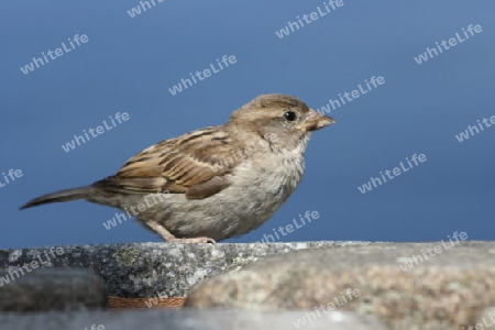 Haussperling house sparrow, "Passer domesticus",