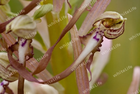 Bocks-Riemenzunge oder Bocksorchis, Himantoglossum hircinum,