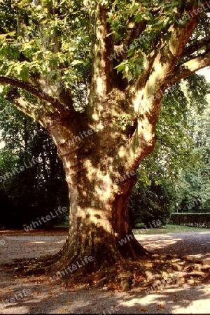 Weiser Baum