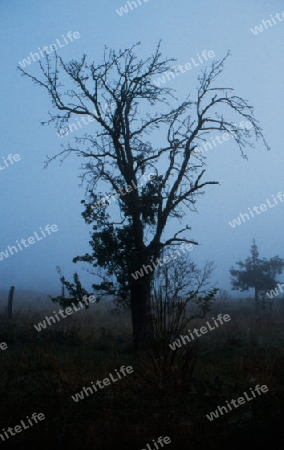 Birnbaum im Nebel