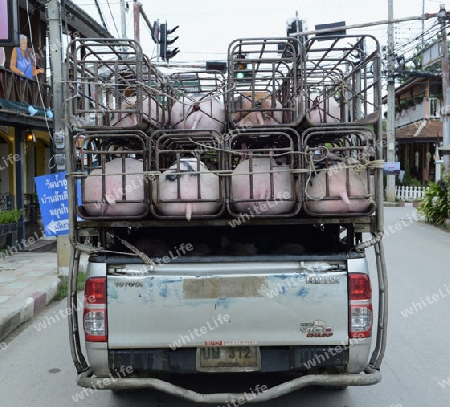 Ein Schweine Tranport im Dorf  Pai im norden von Thailand in Suedostasien.