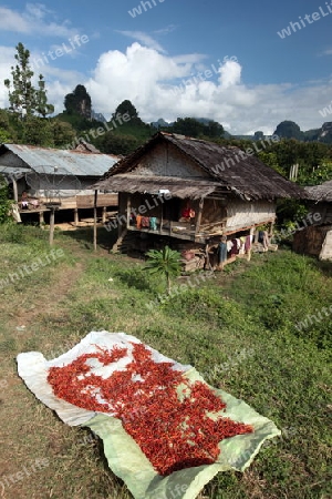Chili Schoten werden an der luft getrocknet in der Bergregion beim Dorf Kasi an der Nationalstrasse 13 zwischen Vang Vieng und Luang Prabang in Zentrallaos von Laos in Suedostasien. 