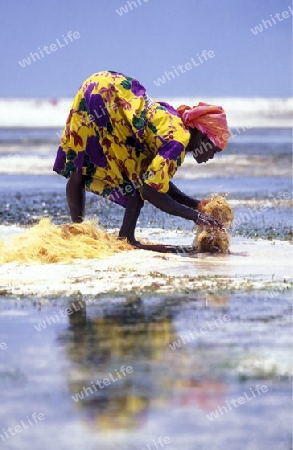 Eine Frau erntet in den Seegras Plantagen in Bwejuu im osten der Insel Zanzibar im Indischen Ozean in Tansania in Afrika.