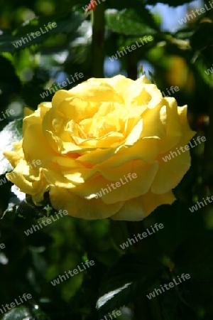 Die gelbe am Rosenbusch