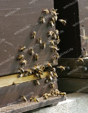 Bienenstock