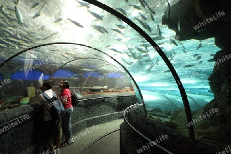 Asien, Suedostasien, Singapur, Sentosa, Insel, Underwater World, Aquarium, 
Das Aquarium Underwater World auf der Insel Sentosa in Singapur in Suedost Asien.    
