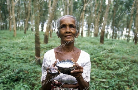 Eine Gummi Pflueckerin Gummibaum Plantagen von Hikkaduwa im suedwesten von Sri Lanka in Asien.
