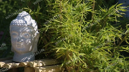 Ein wei?er Buddhakopf neben einer Bambuspflanze.