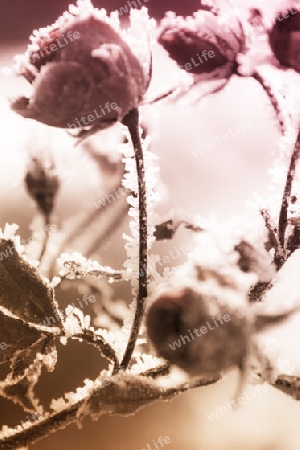  Rose bedeckt mit Frost
