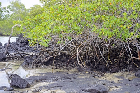 Rote Mangrove (Rhizophora mangle) ,  Insel Isabela,  Galapagos , Unesco Welterbe, Ecuador, Suedamerika