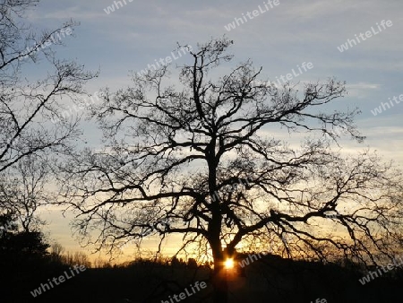 Baum mit Sonnenuntergang