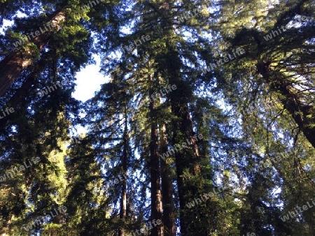 Redwood im Gegenlicht