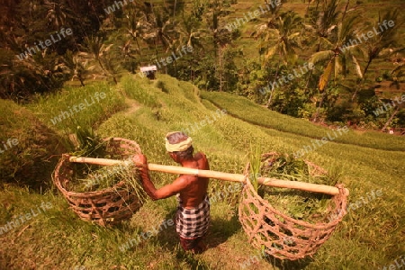 Ein Reisbauer in den Reisterassen bei Tegallalang in Zentrum der Insel Bali, Indonesien.
