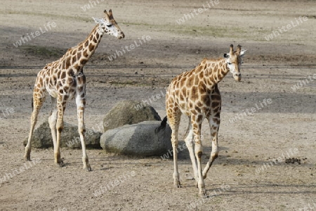 Giraffe 002