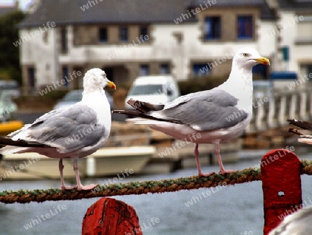 Zwei Moewn auf Tau sitzend in bretonischem Hafen