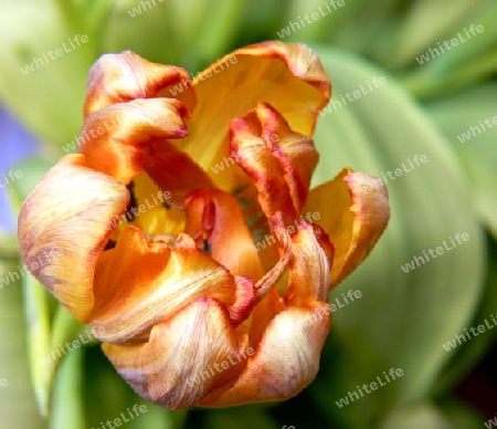 Orangefarbene Tulpe mit gr?nen Bl?ttern 2