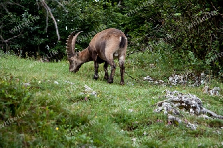 Der Alpensteinbock (Capra ibex) oder Gemeiner Steinbock