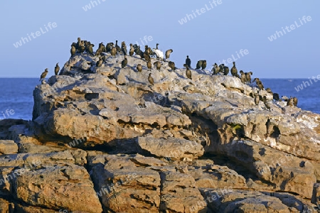 Kap Kormoran (Phalacrocorax capensis), Bird Island, Lamberts Bay, West Kap, Western Cape, S?dafrika, Afrika