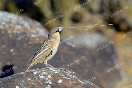 Siedelweber (Philetairus socius) mit Nistmaterial,  Keetmanshoop, Namibia,  Afrika