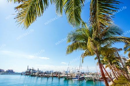 Yacht harbor in Miami Florida USA
