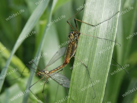 Insekten an Grashalm P5140323